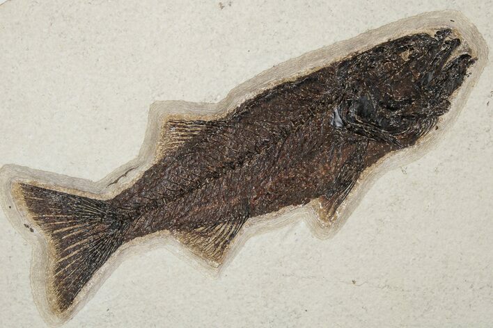 Uncommon Fish Fossil (Mioplosus) - Wyoming #233840
